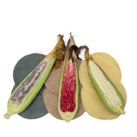Tortillas Mixtas de Maiz Germinado   (rojo, azul y blanco)