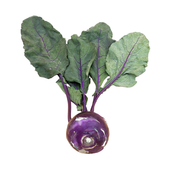 Colinabo morado - pza