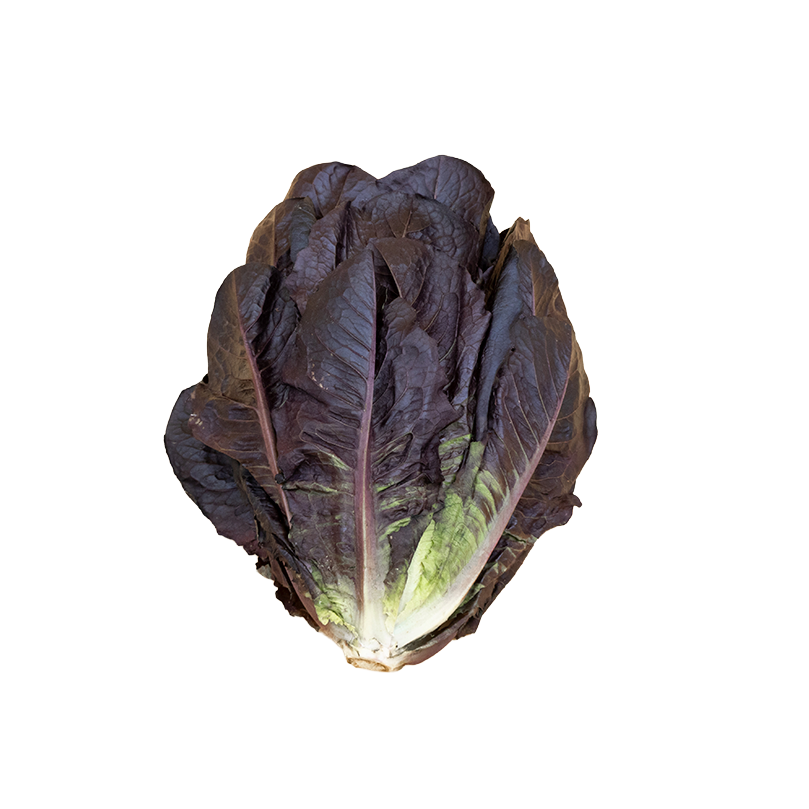 Lechuga Orejona Roja
